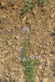 Slender Bush Clover, Lespedeza virginica