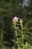 Slender Bush Clover, Lespedeza virginica