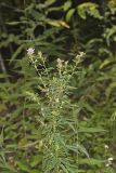 Slender Bush Clover, Lespedeza virginica