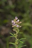Slender Bush Clover, Lespedeza virginica
