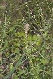 Slender Bush Clover, Lespedeza virginica