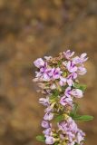 Slender Bush Clover, Lespedeza virginica