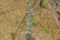 Slender Bush Clover, Lespedeza virginica