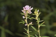 Slender Bush Clover, Lespedeza virginica