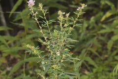 Slender Bush Clover, Lespedeza virginica