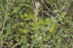 Slender Bush Clover, Lespedeza virginica