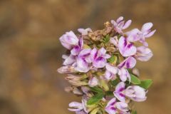 Slender Bush Clover, Lespedeza virginica