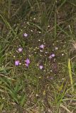 Slenderleaf False Foxglove, Agalinis tenuifolia
