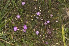Slenderleaf False Foxglove