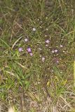 Slenderleaf False Foxglove, Agalinis tenuifolia