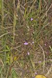 Slenderleaf False Foxglove, Agalinis tenuifolia