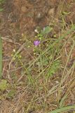 Slenderleaf False Foxglove, Agalinis tenuifolia