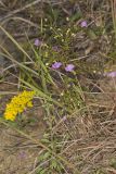 Slenderleaf False Foxglove, Agalinis tenuifolia
