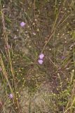 Slenderleaf False Foxglove, Agalinis tenuifolia