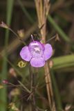 Slenderleaf False Foxglove, Agalinis tenuifolia