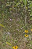 Slenderleaf False Foxglove, Agalinis tenuifolia
