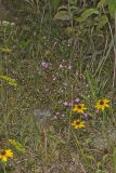 Slenderleaf False Foxglove, Agalinis tenuifolia