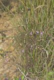 Slenderleaf False Foxglove, Agalinis tenuifolia