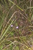 Slenderleaf False Foxglove, Agalinis tenuifolia