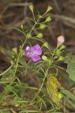 Slenderleaf False Foxglove, Agalinis tenuifolia