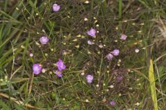Slenderleaf False Foxglove, Agalinis tenuifolia