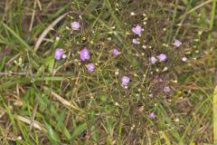 Slenderleaf False Foxglove, Agalinis tenuifolia