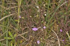 Slenderleaf False Foxglove, Agalinis tenuifolia