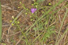 Slenderleaf False Foxglove, Agalinis tenuifolia