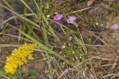 Slenderleaf False Foxglove, Agalinis tenuifolia