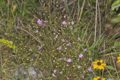 Slenderleaf False Foxglove, Agalinis tenuifolia
