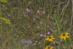 Slenderleaf False Foxglove, Agalinis tenuifolia