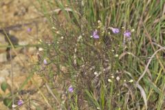 Slenderleaf False Foxglove, Agalinis tenuifolia