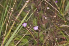 Slenderleaf False Foxglove, Agalinis tenuifolia