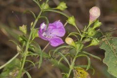 Slenderleaf False Foxglove, Agalinis tenuifolia