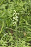 Small Green Wood Orchid, Platanthera clavellata