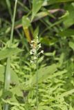 Small Green Wood Orchid, Platanthera clavellata