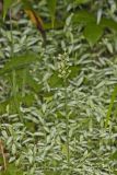 Small Green Wood Orchid, Platanthera clavellata