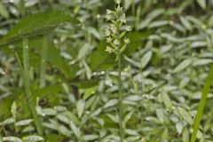 Small Green Wood Orchid
