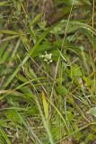 Small Green Wood Orchid, Platanthera clavellata