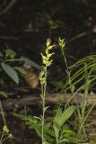 Small Green Wood Orchid, Platanthera clavellata