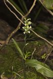 Small Green Wood Orchid, Platanthera clavellata