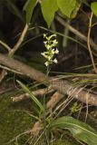 Small Green Wood Orchid, Platanthera clavellata