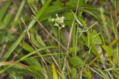 Small Green Wood Orchid, Platanthera clavellata