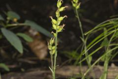 Small Green Wood Orchid, Platanthera clavellata