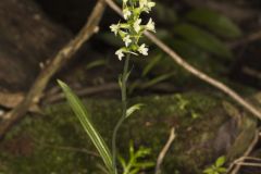 Small Green Wood Orchid, Platanthera clavellata