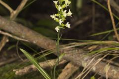 Small Green Wood Orchid, Platanthera clavellata