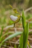 Small White Lady's-slipper, Cypripedium candidum