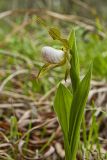 Small White Lady's-slipper, Cypripedium candidum