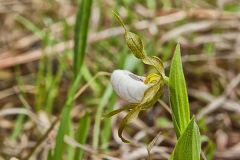 Small White Lady's-slipper
