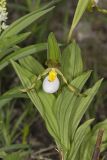 Small White Lady's-slipper, Cypripedium candidum